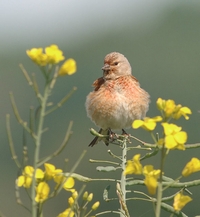 Male Linnet within our wildflower meadow