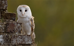This is Turner, one of our European Eagle Owls out in the Wildflower Meadow