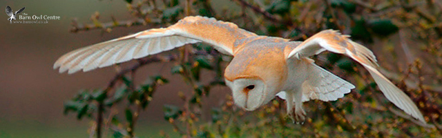 Barn Owl Test Banner