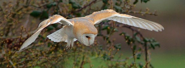 Barn Owl in flight close to a hedgerow