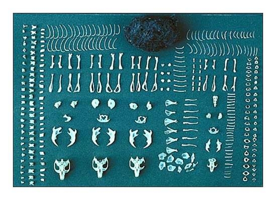 Bones from Barn Owl Pellet