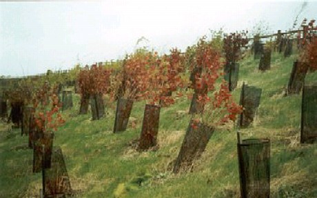 Young tree plantations create great rough areas to support Short-tailed Voles