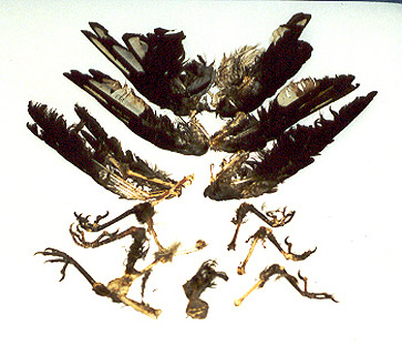 Magpie & Jackdaw wings & legs found in a Tawny Owl Nest Box