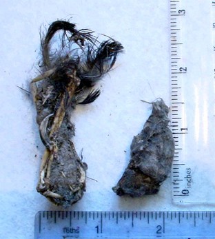Tawny Owl Pellets