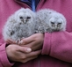 Young Tawny Owlets