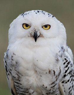 Snowy Owl named Sweeny