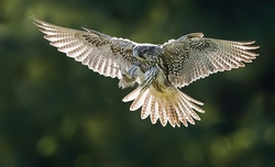 'Enjoy learning about Falconry'