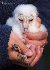 A safe pair of hands, dedicated to Owl Welfare