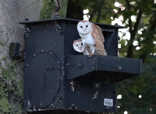 ECO barn owl nest box installed in a tree with owlets inside