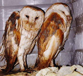 Captive Bred Barn Owls - Mistreated!