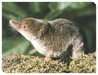 Common Shrew