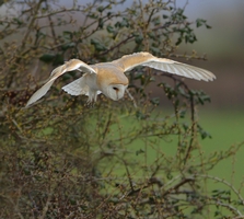 Barn Owl hunting