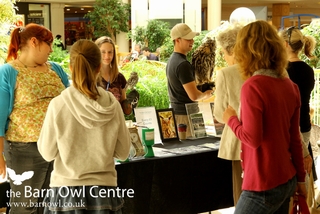 Fundraising Events with live Owls