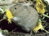 Short tailed Vole
