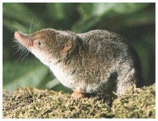 Common Shrew