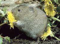 Short Tail Vole or Field Vole